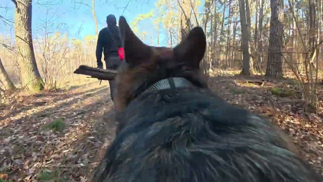 German Shepherd, ASMR, Dog POV
