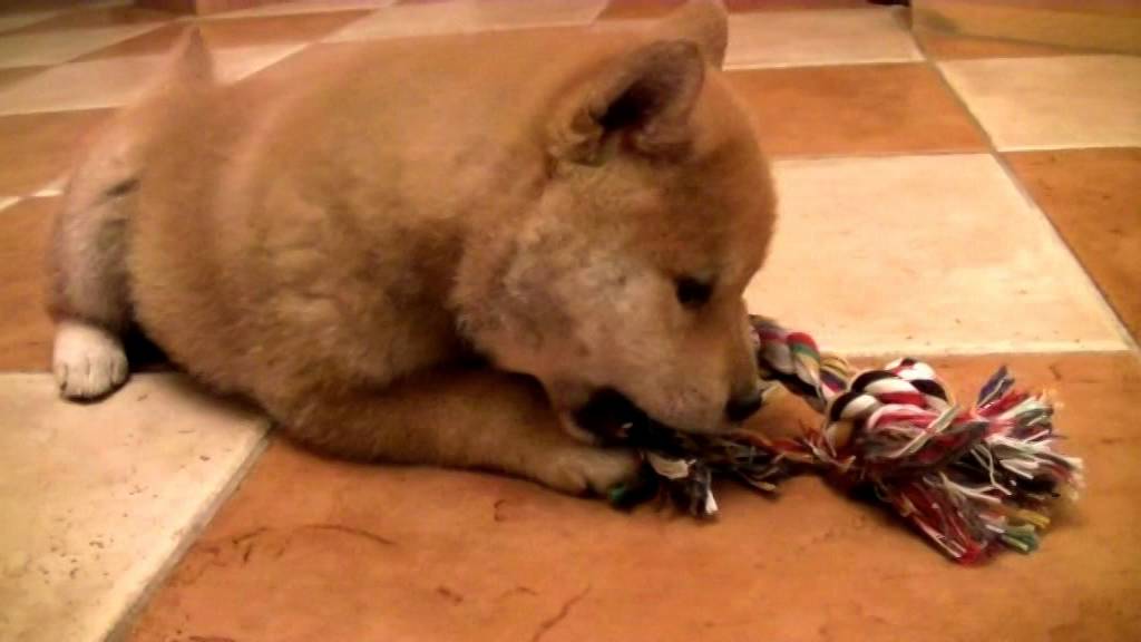 Szczeniaki shiba inu w wieku 6 tygodni / Shiba inu puppies 6 weeks old