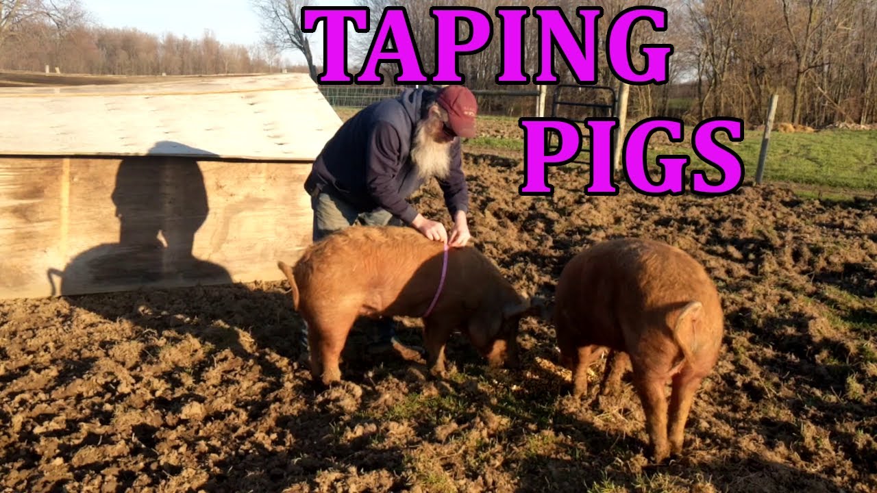 Taping Our Tamworth Pigs 2020