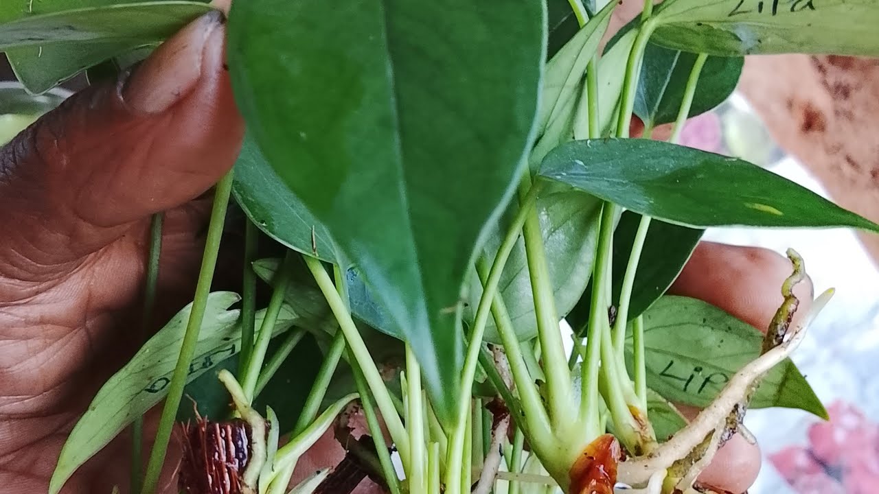 158 කැමති අය ට #anthurium #flamingoflower #garden #agriculture #plant #flower #මල් # රෝග #පලිබොධහානි