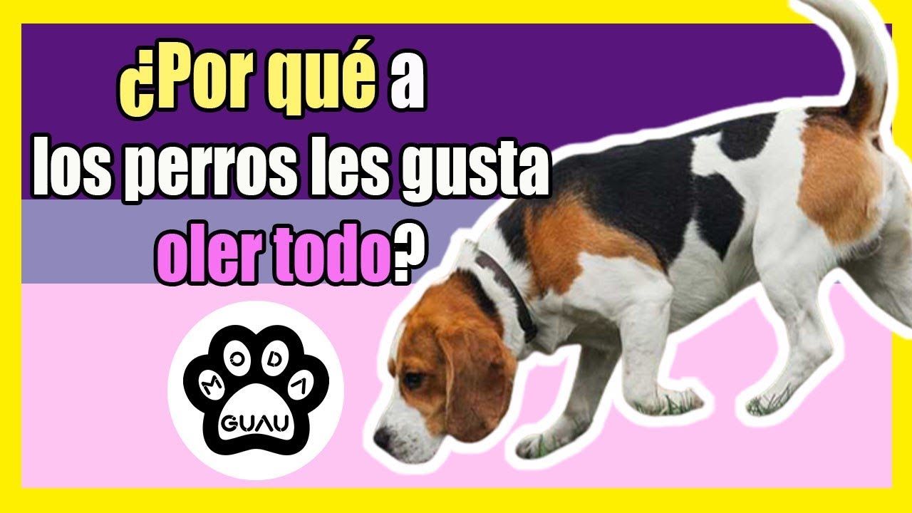 🐶 &iquest;Por qu&eacute; a los PERROS les gusta OLER TODO?