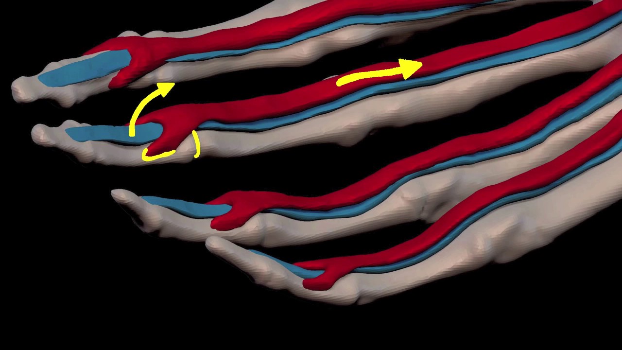Arm Muscles: 26 Flexor Digitorum Superficialis