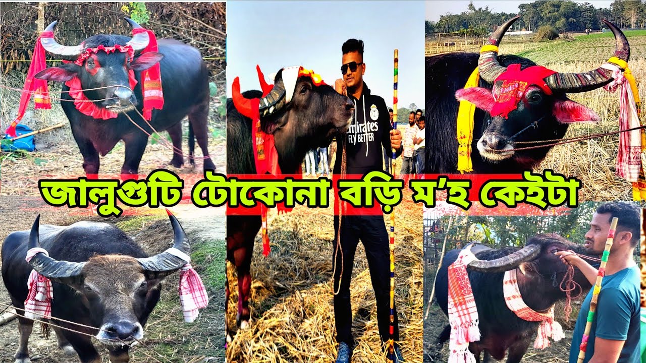 জালুগুটি টোকোনাবড়ি মʼহবোৰ || #mrblack #mohorjuj #mohjuj 