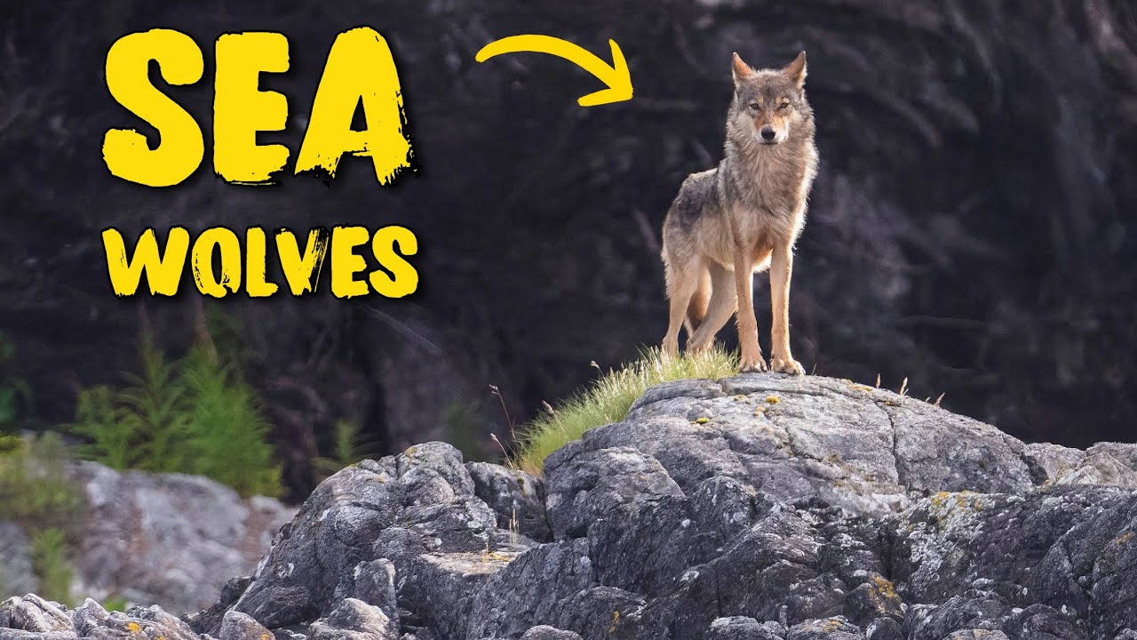 Photographing SEA WOLVES and Sea Otters in remote British Columbia.