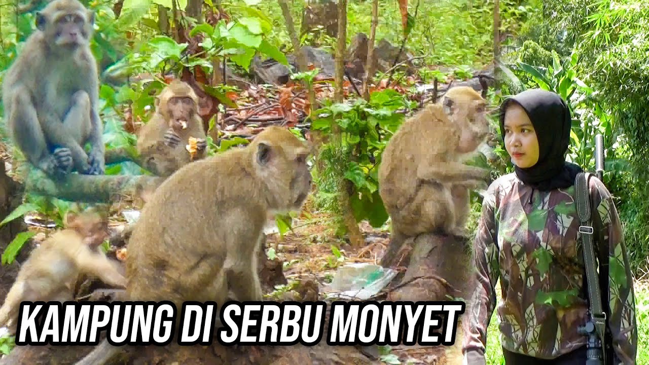 EKSEKUSI ...RAJA MONYET PENGHUNI GOA SILUMAN NGAMUK DI KAMPUNG TAK TEGA PILIH DIA ATAU PETANI