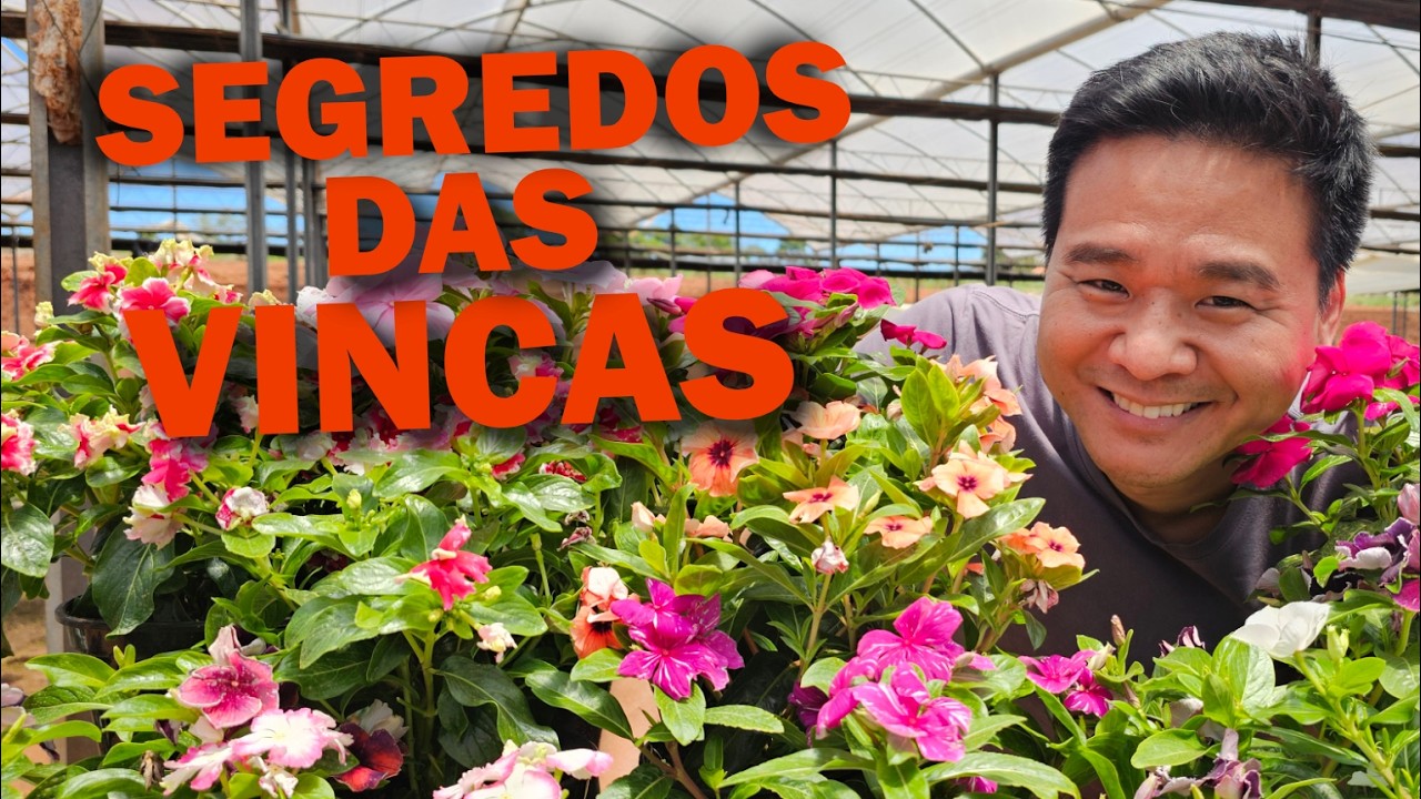 Como cultivas as Vincas.