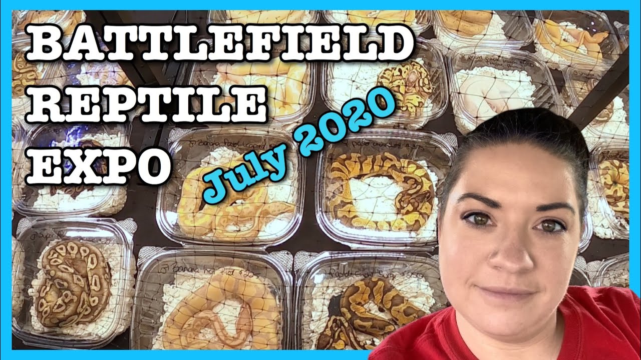 REPTILE SHOW | Battlefield Reptile Expo July 2020 | Ball Python Breeding