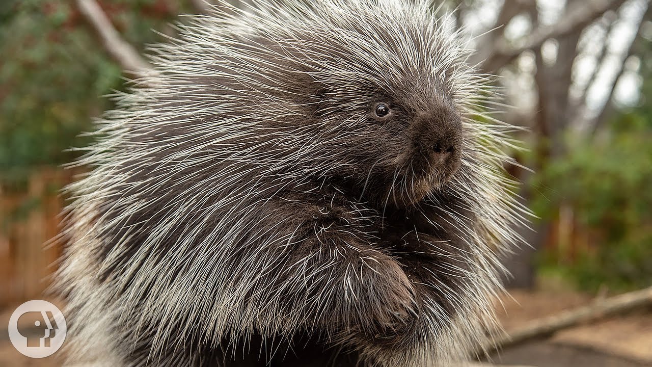 Porcupines Give You 30,000 Reasons to Back Off | Deep Look