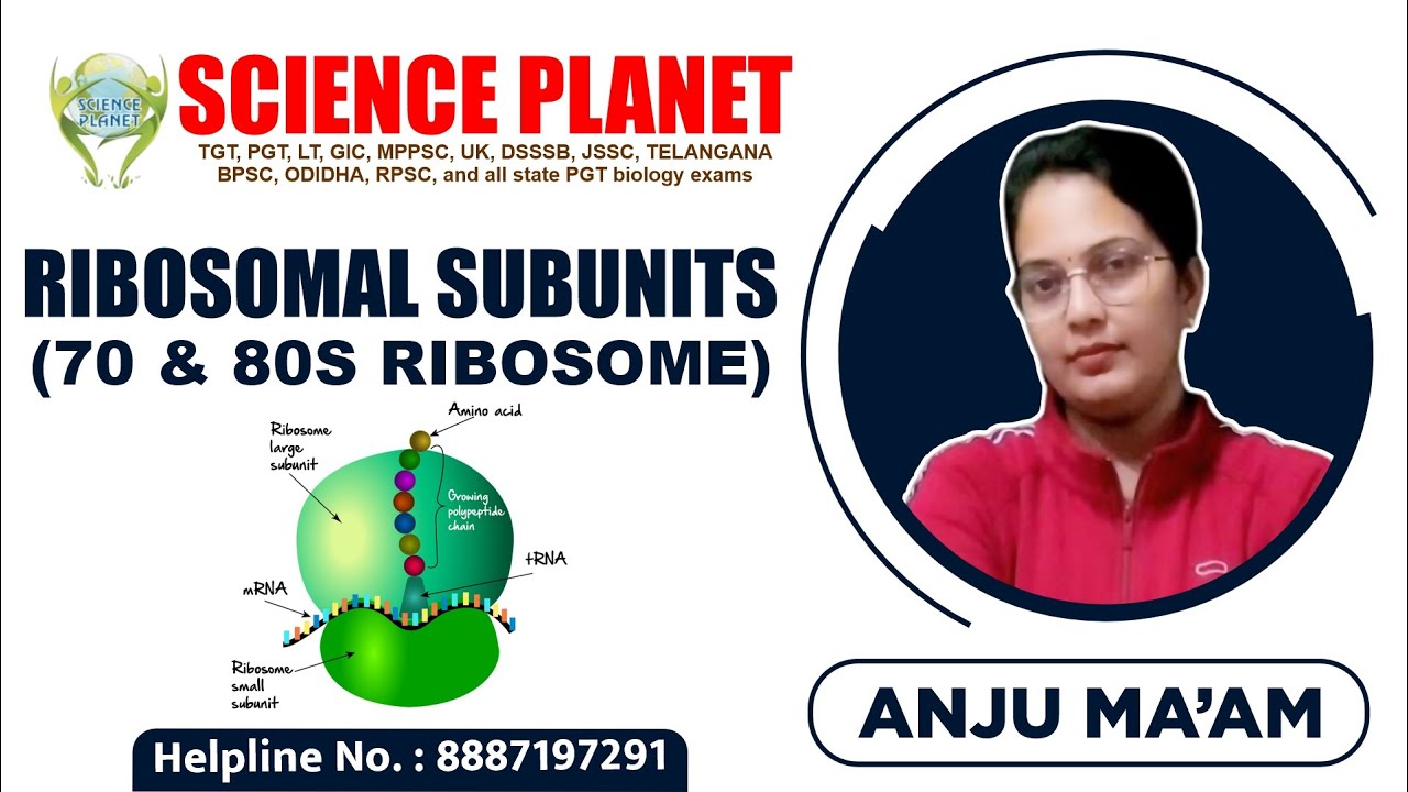 Ribosomal Subunits (70 & 80s Ribosome) by Anju Mam of Science Planet!