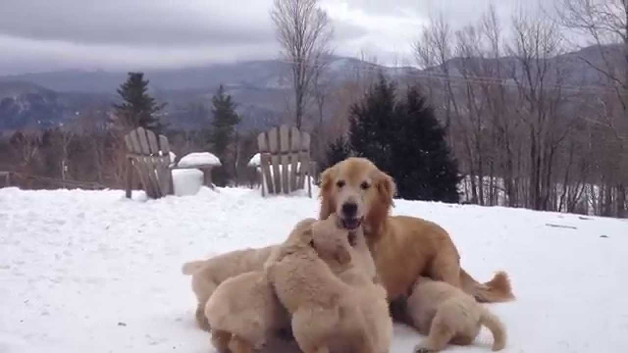 Butternut Goldens -- Mother Playing With Her Pups