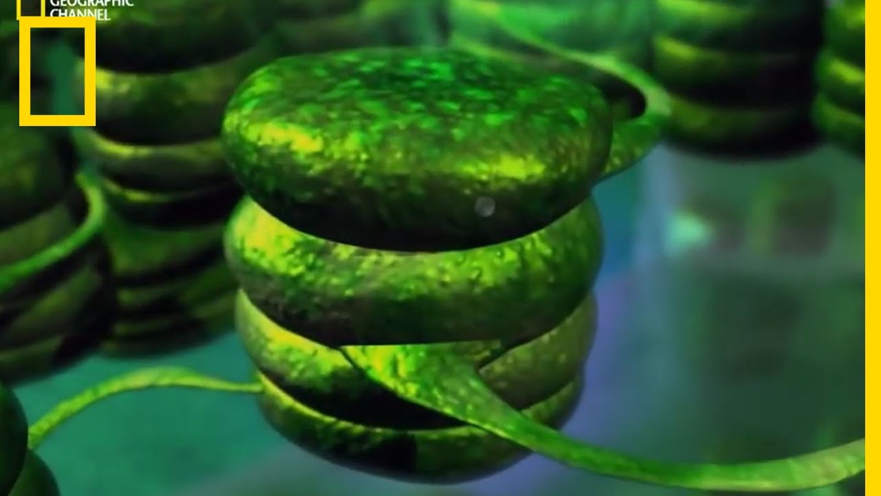 Qu'est-ce que la photosynthèse ?