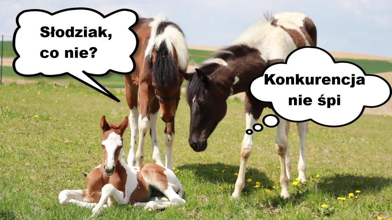 Wpuszczanie nowo narodzonego źrebaka do stada i krycie na dziewiątkę