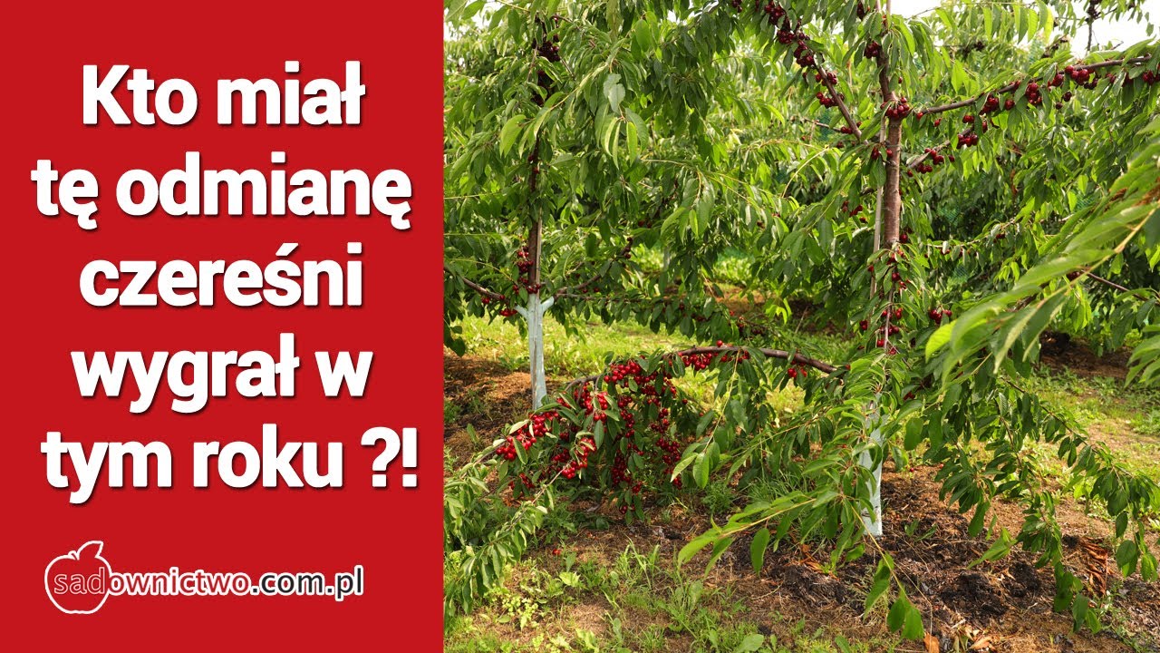 Kto miał tę odmianę czereśni 🍒🍒🍒wygrał w tym roku ?!