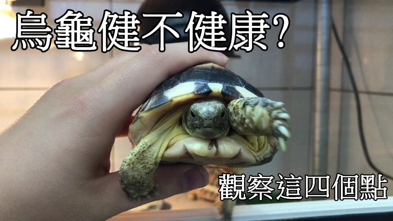 烏龜健不健康觀察這4個點【九桃養爬蟲】