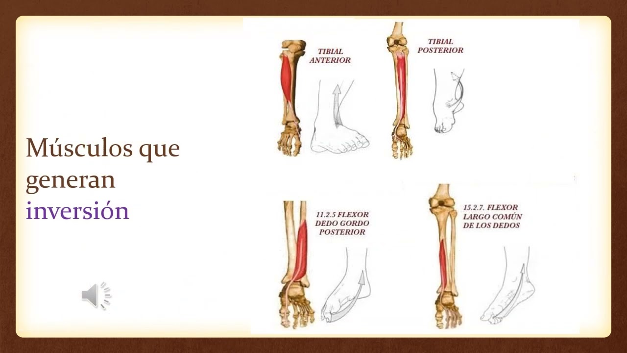 CLASE Nº 9 Pie y Bóveda Plantar
