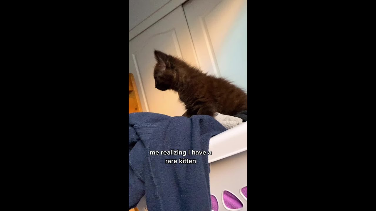 brown is very rare in cats