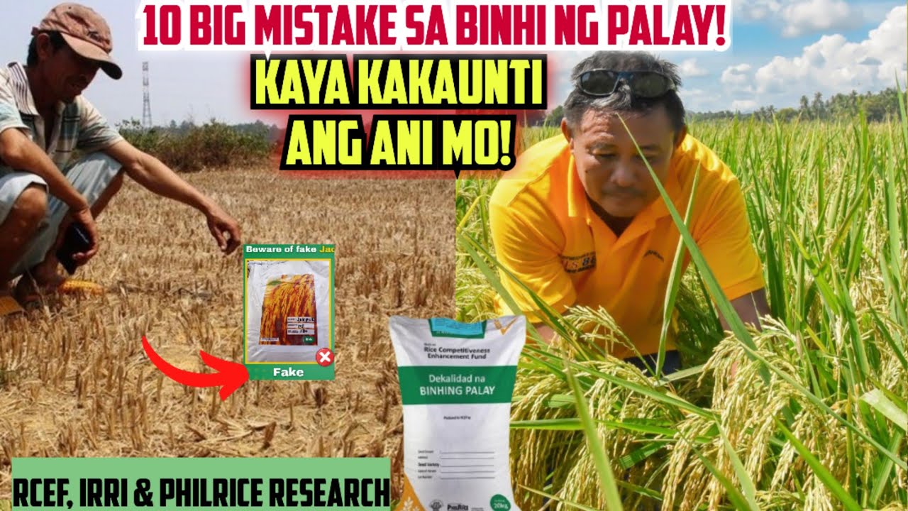 10 BIG MISTAKES sa PAGPILI ng BINHI ng PALAY kaya KAUNTI ANG ANI MO! Base sa  PhilRice