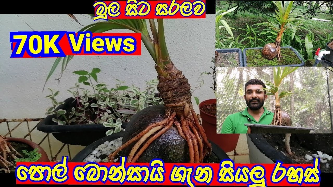 THE EASY WAY TO MAKE A COCONUT BONSAI TREE|HOW TO TRIMMING COCONUT BONSAI|පොල් බොන්සායි