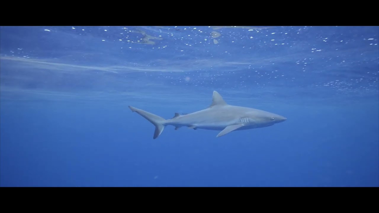 Spear Fishing PNG Lae Free Divers