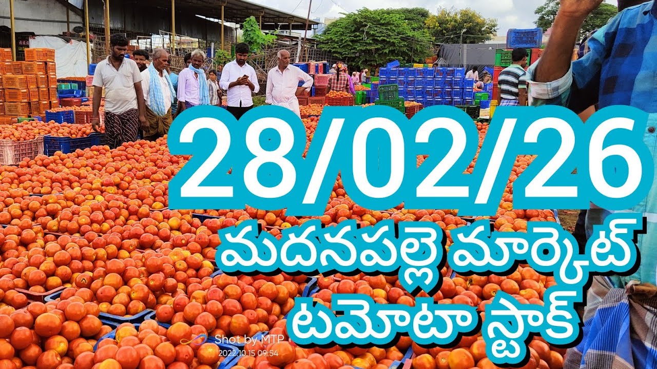 28-02-26 Madanapalle Tomato Market price Today || Today Tomato Market Rate in Madanapalle #today