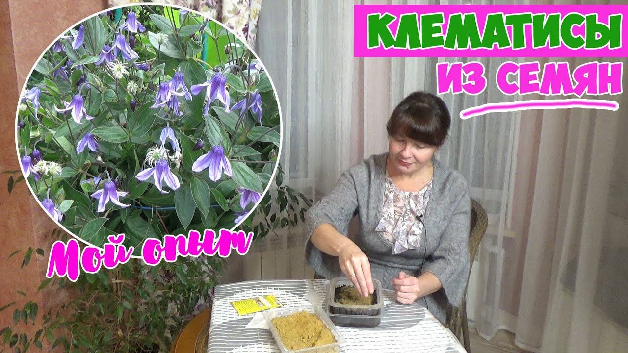 Клематис из семян! Свои и покупные семена клематисов. В чем причина успеха и неудач?