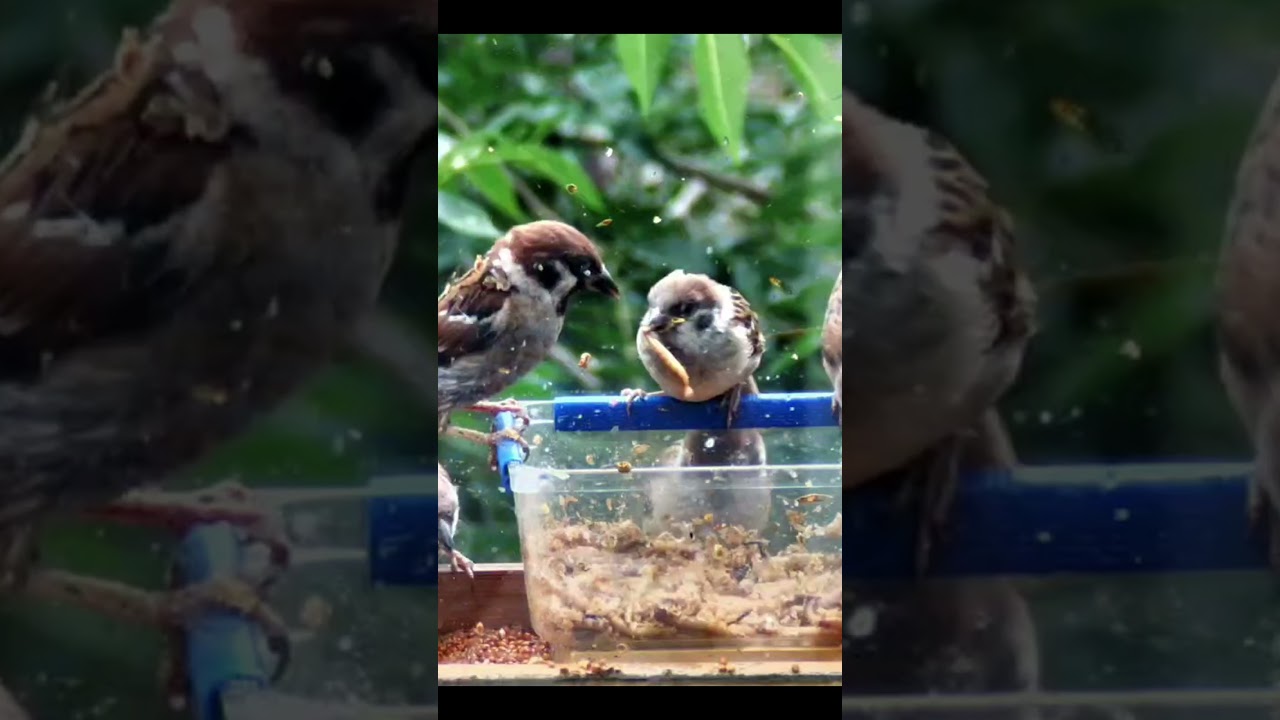 Червяка мне! Скорее червяка!!!  #birds #birdcam #sparrow