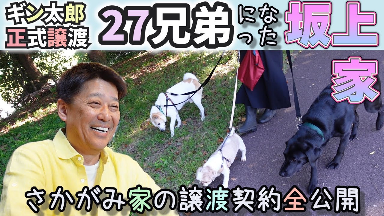 ギン太郎が坂上家に正式譲渡！27兄弟で新たな日々の始まり【最後に“さかがみ家カフェ”からお知らせがあります！】