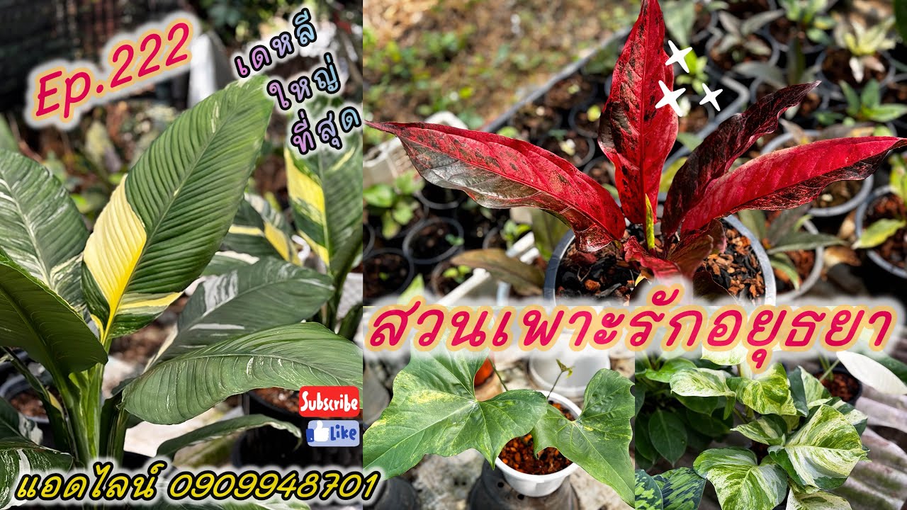 แบ่งปันไม้จ้า สวนเพาะรักอยุธยา ep.222 เดหลีใหญ่ โชคสวยๆ 📱0909948701 @gardenbypor1318 #plants #garden