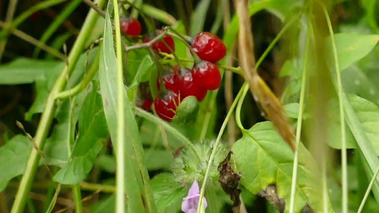 Psianka słodkogórz (Solanum dulcamara)