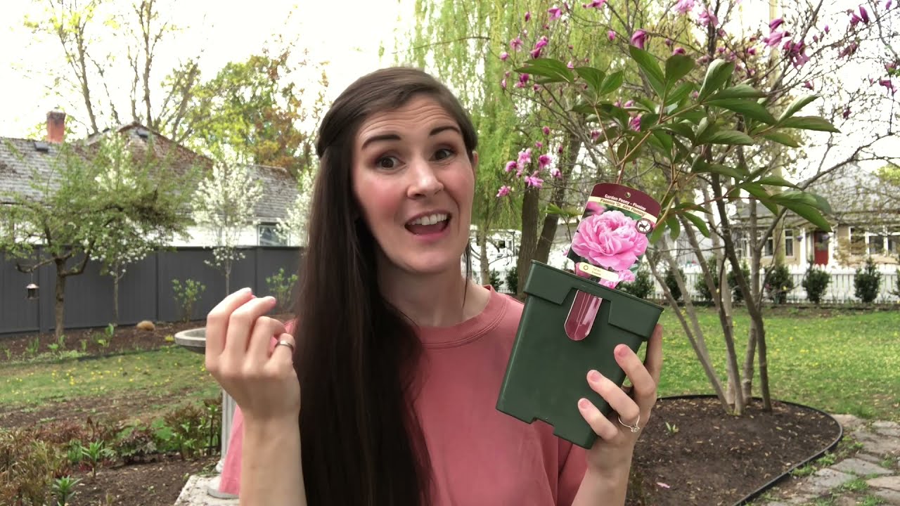 How to plant peonies in the garden