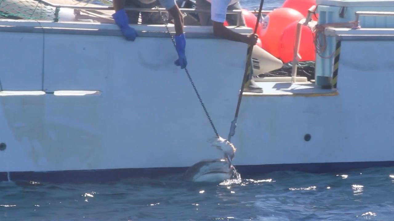 Operation Apex Harmony: Tiger Shark caught on Drum line, Gracetown WA