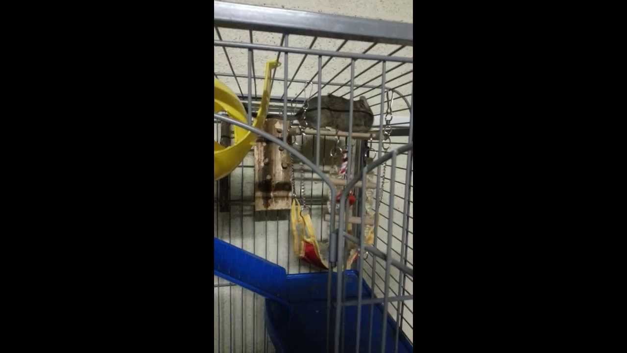 Presentation de ma cage