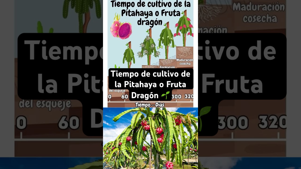 Tiempo de cultivo de la Pitahaya o Fruta Drag&oacute;n 🌱
