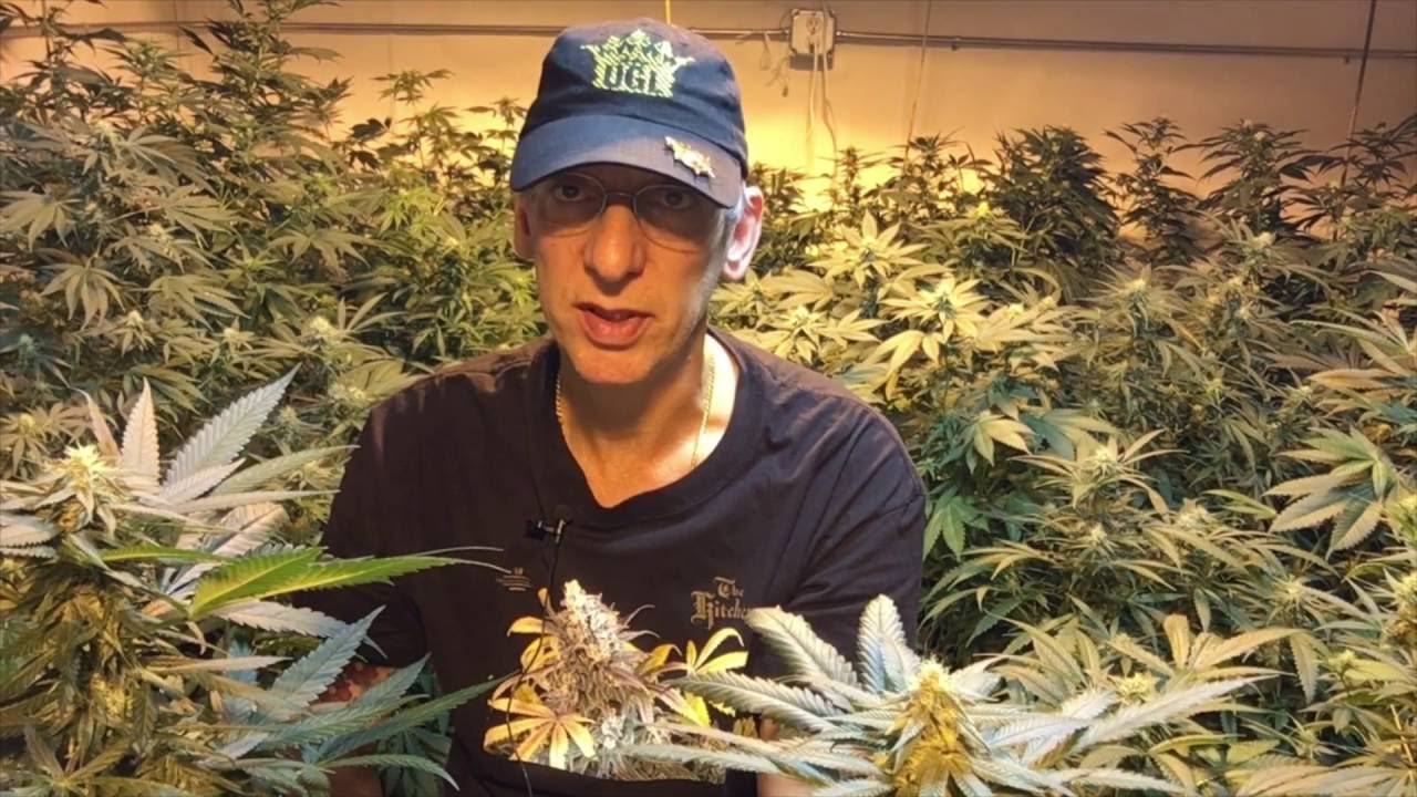 Hydroponic Weed is Stuff Stoners Like