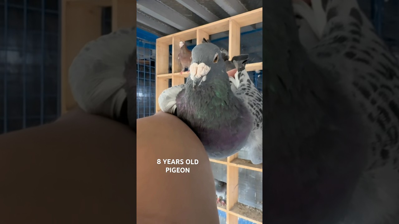 8 years old male pigeon 