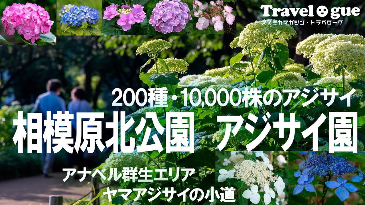 相模原北公園の一万株のアジサイー神奈川の穴場的な紫陽花の名所で無数の西洋アジサイ「アナベル」に囲まれて幸せ   The hydrangea Garden in Sagamihara Kita Park