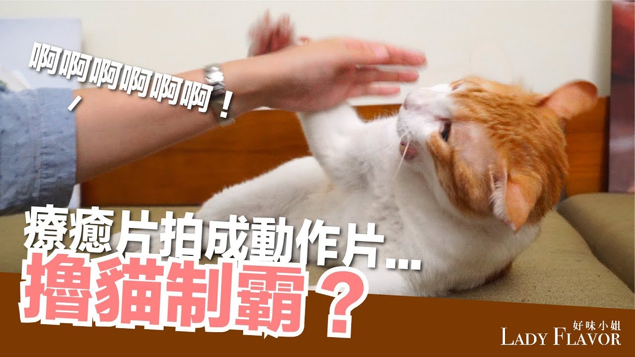 戰鬥擼貓！蛋捲的逆向擼貓制霸之路！【好味貓日常】EP9