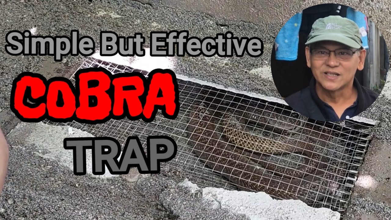 SIMPLE BUT EFFECTIVE COBRA TRAP