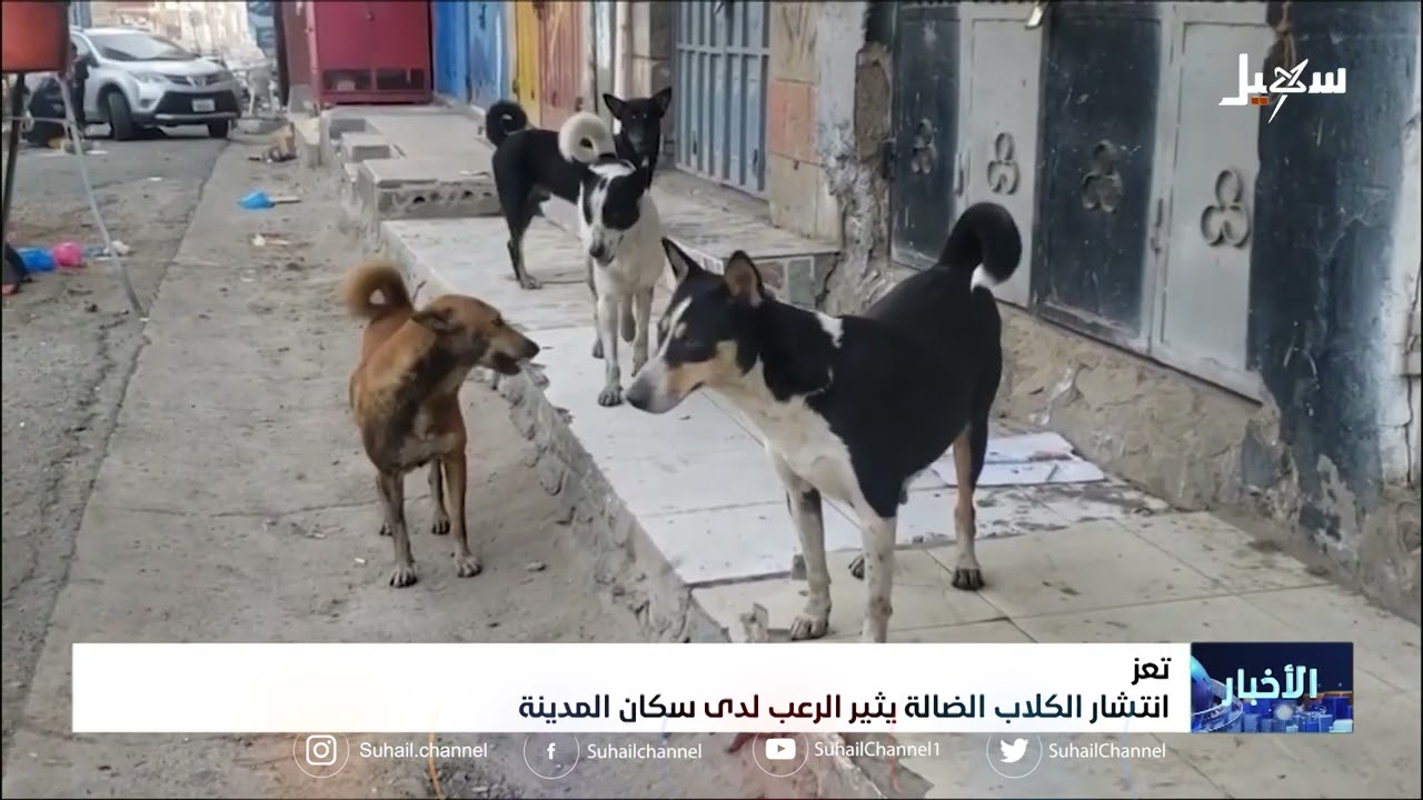 انتشار الكلاب الضالة بتعز يثير الرعب لدى سكان المدينة
