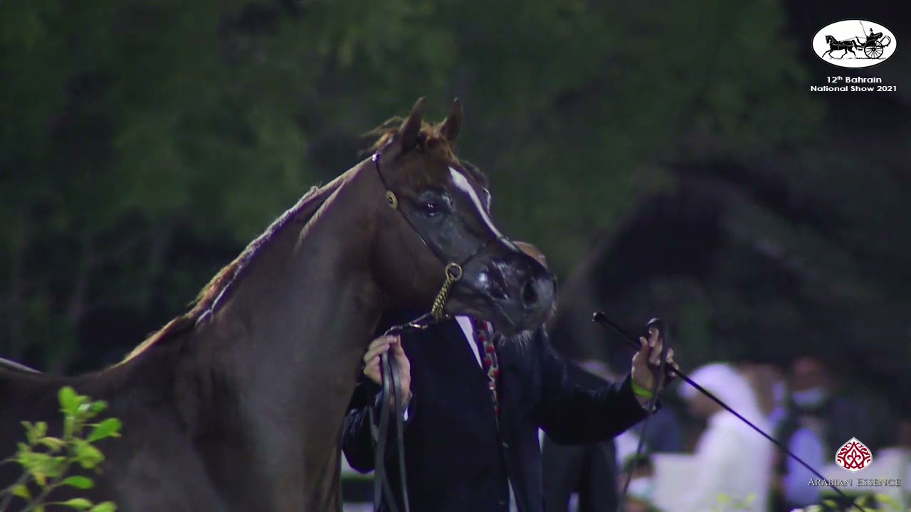 N 65 HATEM AL MANAMA   Bahrain National Show 2021   Colts 3 years old Class 11
