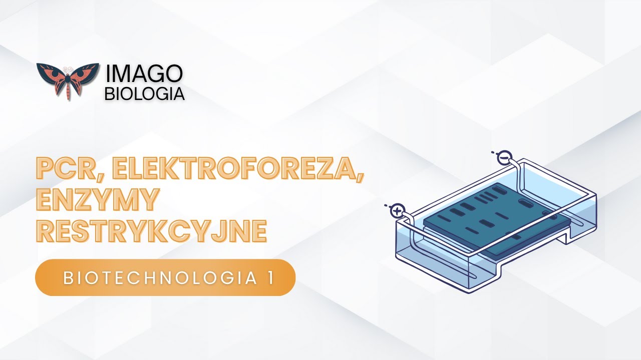 Biotechnologia. PCR, elektroforeza, enzymy restrykcyjne
