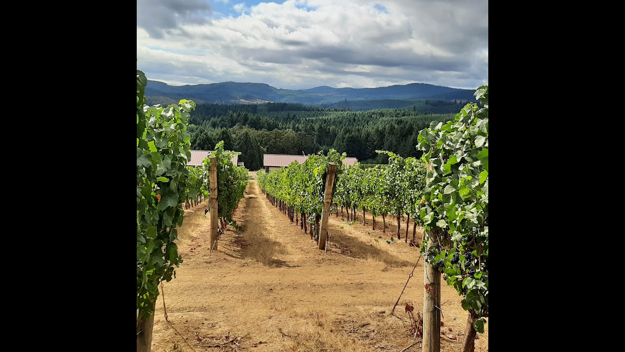 Pinot noir Rootstock Project