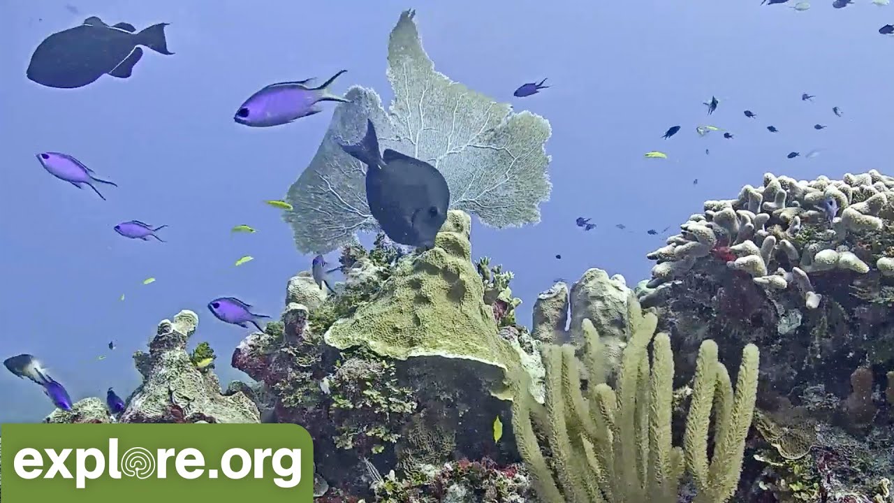 Cayman Reef Cam powered by EXPLORE.org