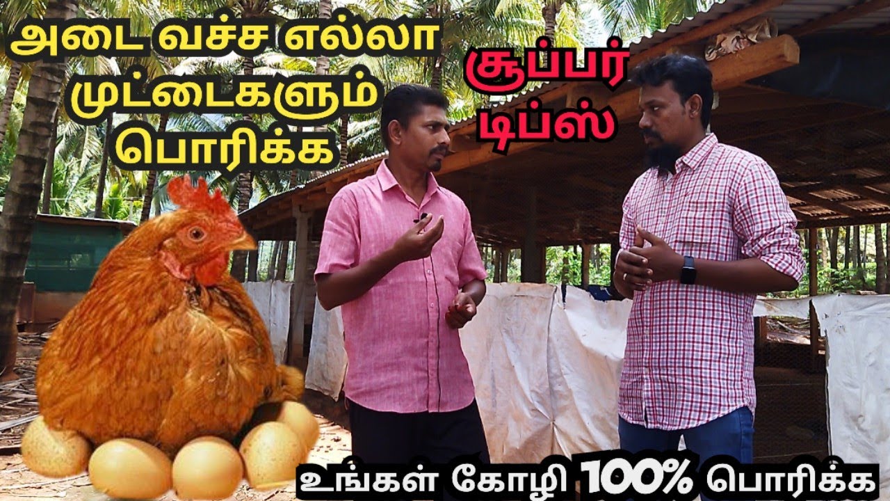 அடை கோழியில் அதிக குஞ்சு பொரிக்க சூப்பர் தகவல்/அடை வச்ச எல்லா முட்டைகளும் பொரிக்க நல்ல டிப்ஸ்