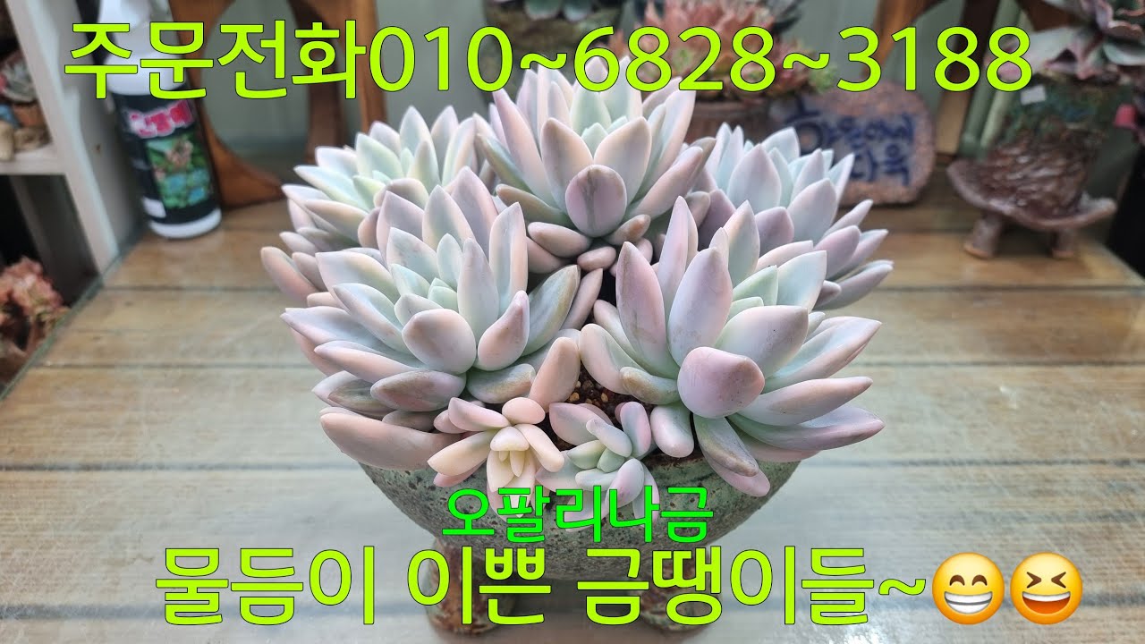 (26.33.15.일)목대가 두툼하게 자라는 오팔리나금~😁😆