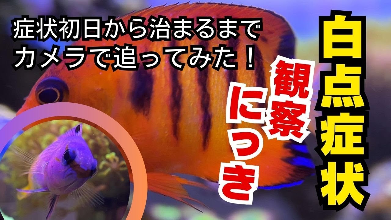 白点病初日から症状が治まるまで何日かかるのかリアルに追ってみました