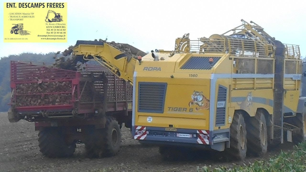 ROPA TIGER 6 Arrachages betteraves sucrières