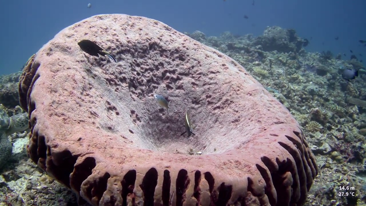 Han's Reef   Gili Air   24 September   4K