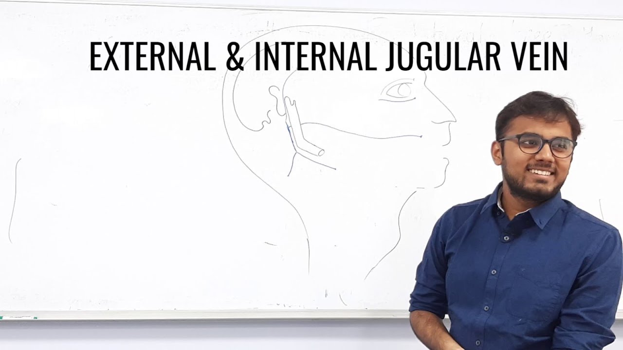 EXTERNAL AND INTERNAL JUGULAR VEIN