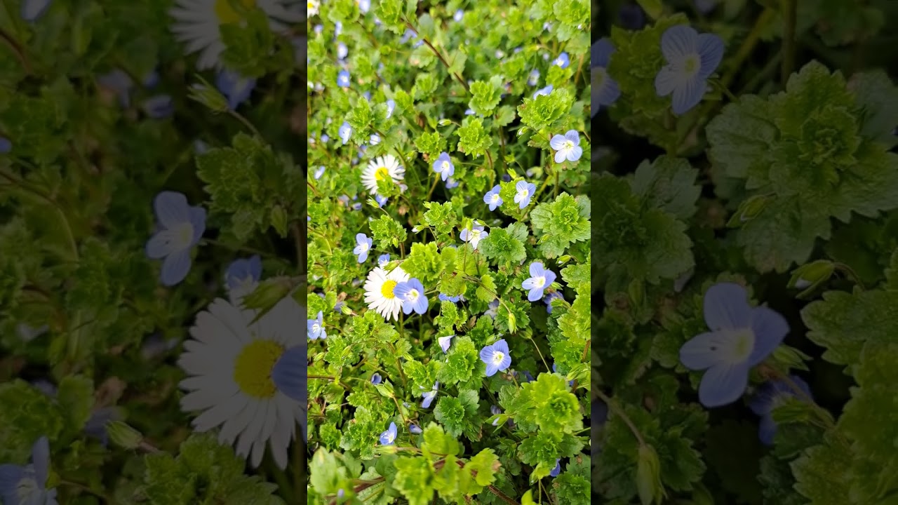 منظر جميل جدا 